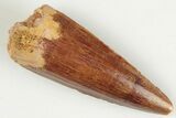 Baby Spinosaurus Tooth - Real Dinosaur Tooth #202805-1